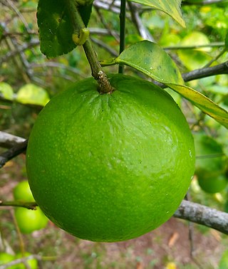 <span class="mw-page-title-main">Key lime</span> Citrus fruit and plant