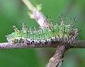 Limenitis camilla larva beentree.jpg