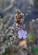 Limonium bellidifolium