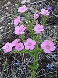 Miniatura per Linum