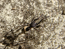 Liophrurillus flavitarsis.png