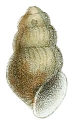 Miniatura para Lioplax cyclostomaformis