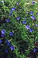 Lithodora diffusa