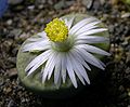 Miniatura para Lithops fulviceps