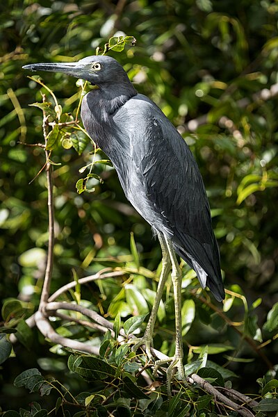 File:Little Blue Heron during the day.jpg