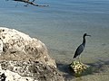 Little blue heron at Long Key State Park 2019-12-04.jpg