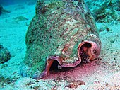 Lebende Schnecke (auf sandigem Boden) von vorne, die Augenstiele zeigt, die aus zwei großen Kerben im Rand der Muschellippe herausragen, die "moosig" aussieht