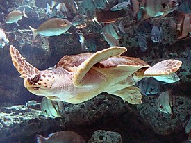 Loggerhead mořská želva mirror image.jpg