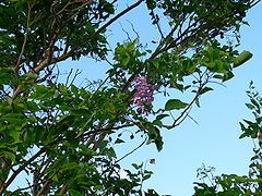 Lonchocarpus punctatus Gwada.JPG