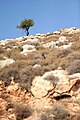 Lonely tree. Jordan Valley, West Bank 019 - Aug 2011.jpg