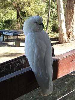 LorneCockatoo.jpg