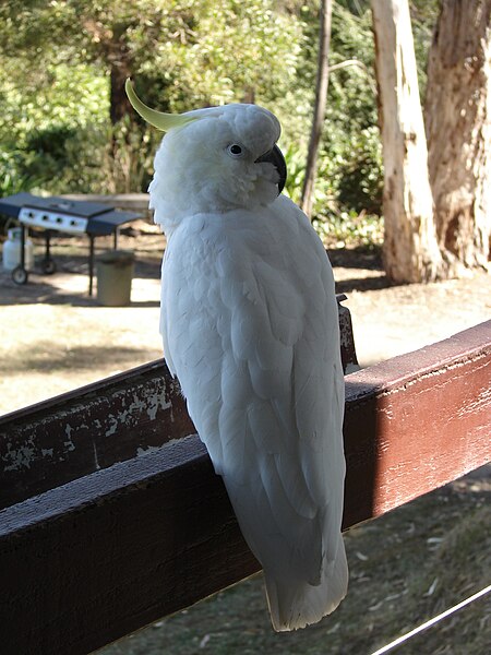 File:LorneCockatoo.jpg