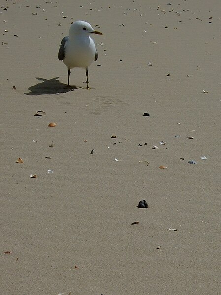 File:Möwe am Strand (2521819601).jpg