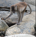 Macaca fascicularis aurea usando una herramienta de piedra - journal.pone.0072872.g002a.png