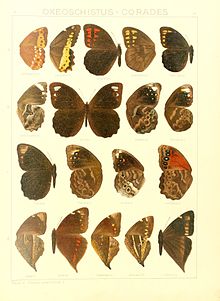 Macrolepidoptera15seit 0127.jpg