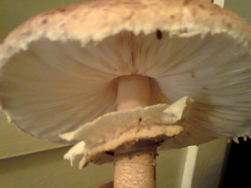 File:Macrolepiota procera - 2.jpg