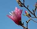 * Nomination Magnolia liliiflora (1) -- George Chernilevsky 11:39, 15 April 2018 (UTC) * Promotion Good quality --Halavar 15:54, 15 April 2018 (UTC)