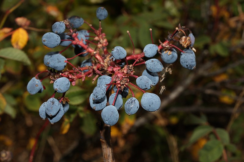 File:Mahonia aquifolium 2778.JPG