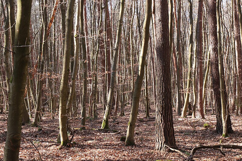 File:Mainflinger Wald.jpg