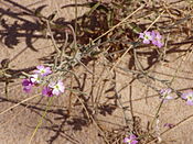 Malcolmia littorea 2.jpg