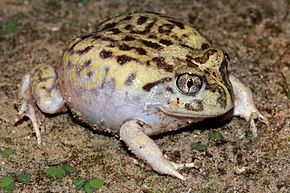 A Mallee Spadefoot Toad (Neobatrachus pictus) (8743390489) .jpg képének leírása.