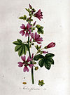 Malva sylvestris — Flora Batava — Volume v1.jpg