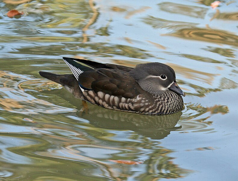 File:Mandarin Duck (Aix galericulata ) RWD2.jpg