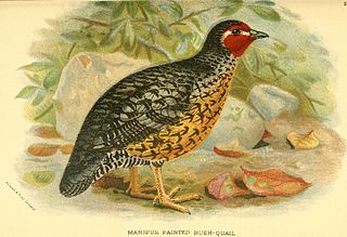 <span class="mw-page-title-main">Manipur bush quail</span> Species of bird