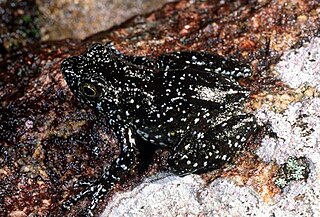 <i>Mantidactylus lugubris</i> Species of amphibian