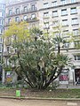 Català: Margalló de la plaça de Letamendi (Barcelonès) (Barcelona). Chamaerops humilis. No homologat. This is a a photo of a protected or outstanding tree in Catalonia, Spain, with id: MA-13.920.08 Object location 41° 23′ 19.64″ N, 2° 09′ 38.7″ E  View all coordinates using: OpenStreetMap