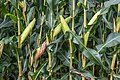 * Nomination Corncobs at a maize field in Virunum on Zollfeld, Maria Saal, Carinthia, Austria -- Johann Jaritz 02:49, 6 September 2020 (UTC) * Promotion  Support Good quality. --Basile Morin 04:06, 6 September 2020 (UTC)
