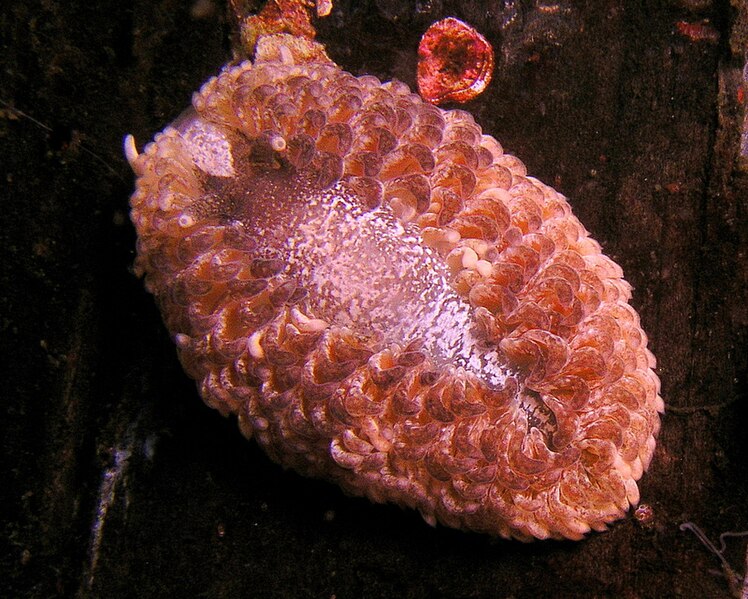 File:Marine Mollusc (50673265897).jpg