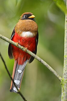 Bertopeng trogon (F).jpg