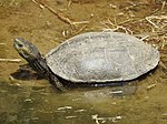 Westkaspische Schildkröte
