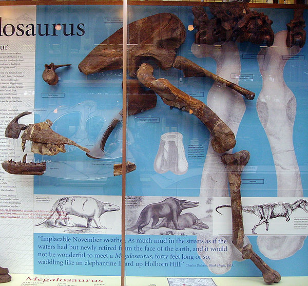 Lectotype lower jaw of M. bucklandii and various specimens historically assigned to that species, Oxford University Museum of Natural History