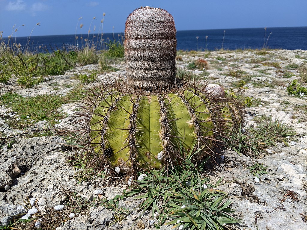 The natural Melocactus (melon cactus) refuge on Cliff Villa Peninsula, Watamula, Curacao