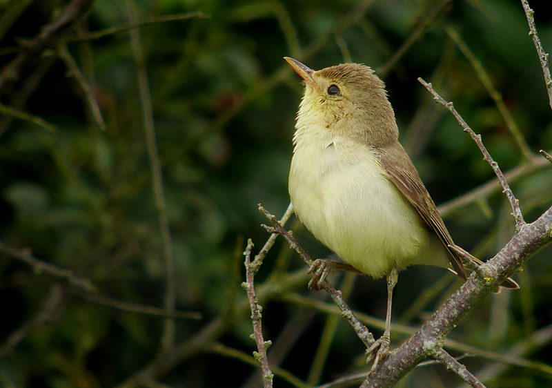File:Melodious warbler (Hippolais polyglotta), Le Petit Loc'h, Guidel, Brittany, France (19986951092).jpg