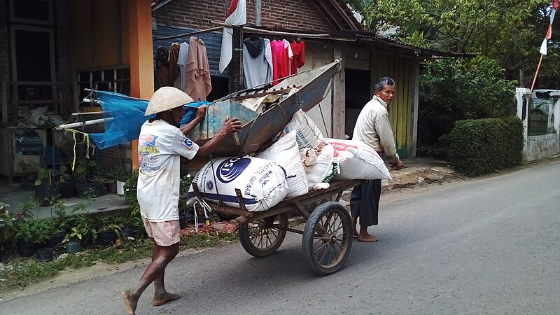 File:Mengangkut Gabah Padi Setelah Panen.jpg