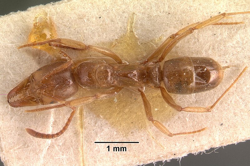 File:Mesoponera testacea casent0101458 dorsal 1.jpg