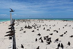 Michaelmas Cay