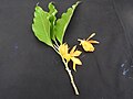 Michelia champaca-1-yelagiri-vellore-India.jpg