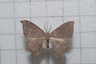 <i>Microblepsis violacea</i> Species of hook-tip moth