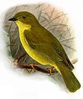 Thumbnail for Canary flyrobin