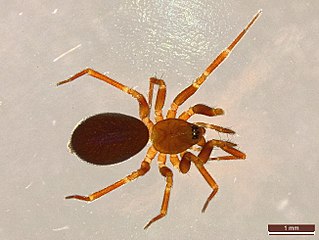 <i>Microneta</i> Genus of spiders