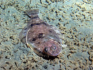 <i>Microstomus pacificus</i> Species of flounder found in the North Pacific Ocean