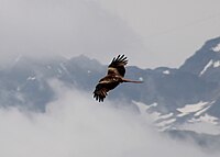 Milan royal en vol dans les Pyrénées.