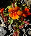 Mimulus cupreus