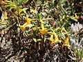 Mimulus flemingii