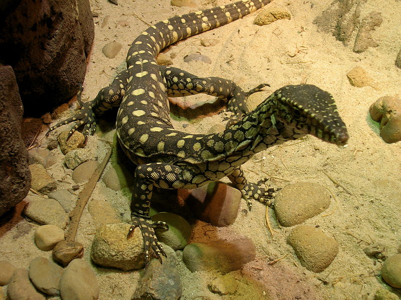 File:Monitor lizard in sydney 1.jpg