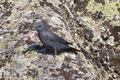 Male; Ávila, Spain